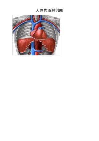人体各部分及内脏解剖图