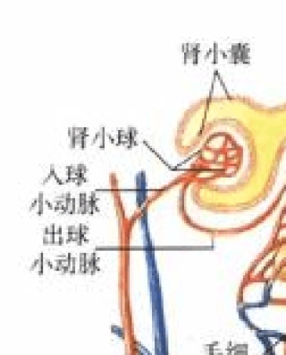 人体器官图医用