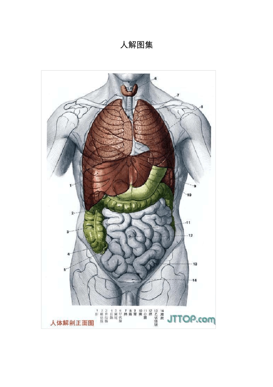 人体器官彩图_第1页