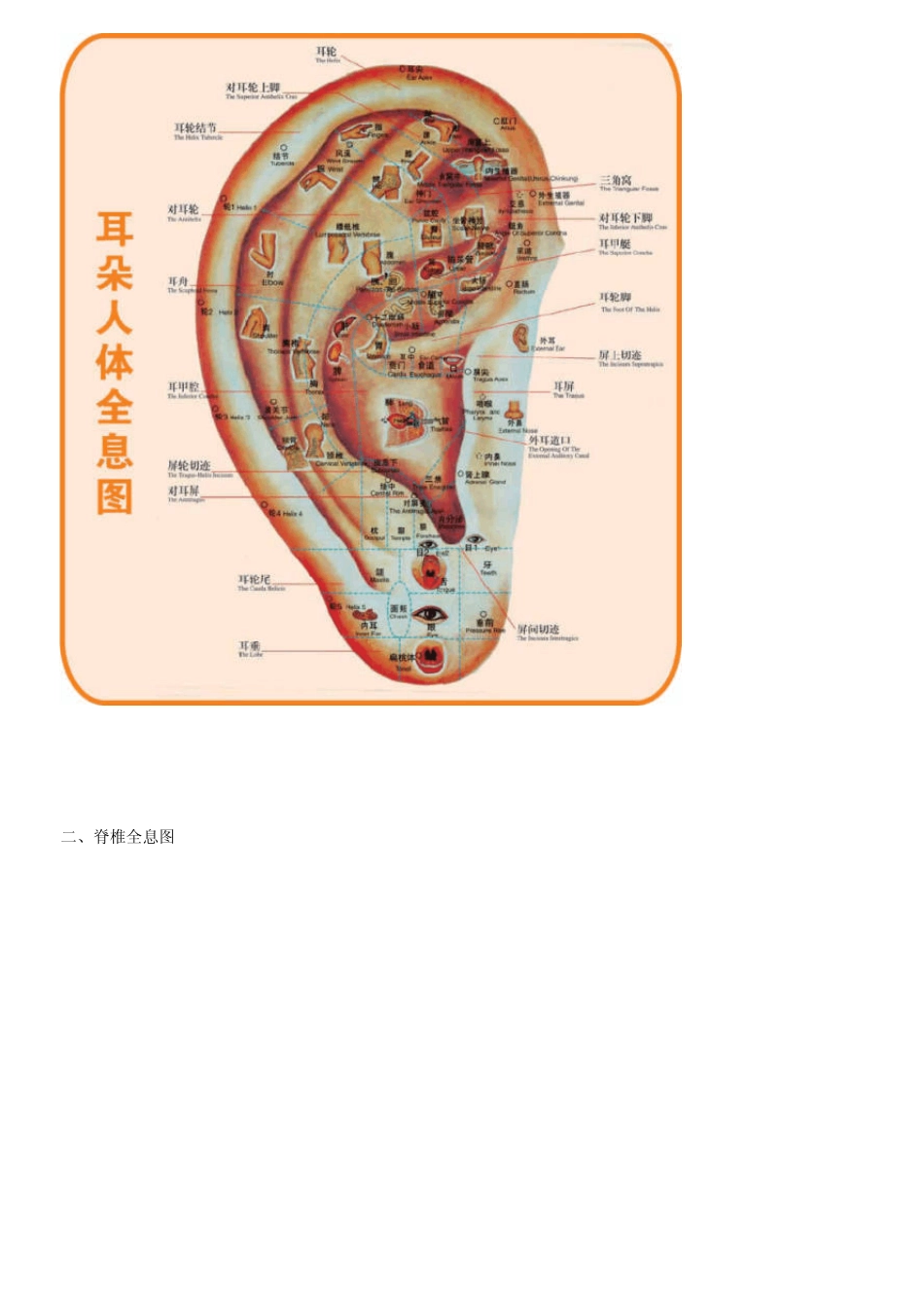 人体按摩穴位示意图_第3页