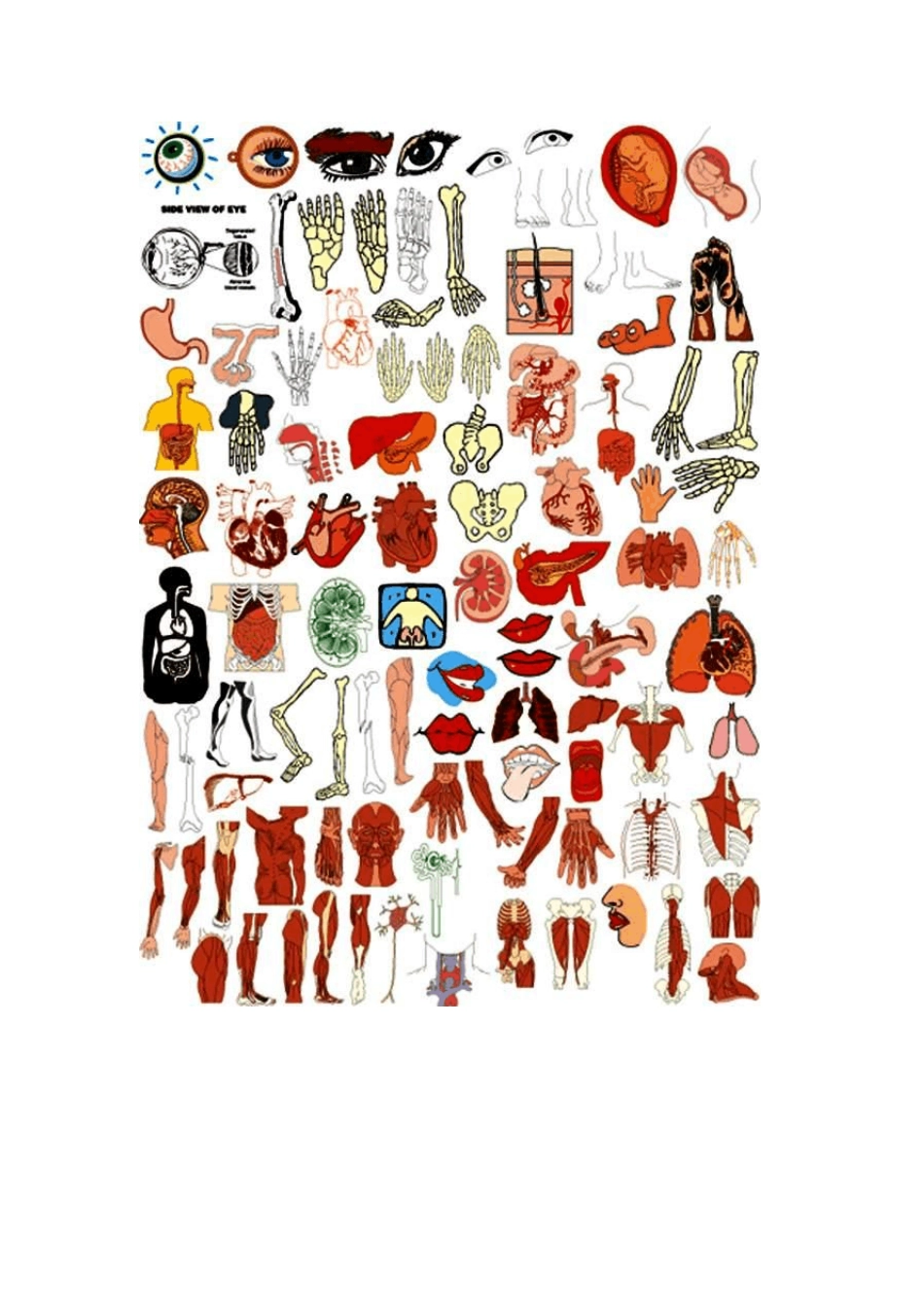 人体构造图身体的构造图图解_第2页