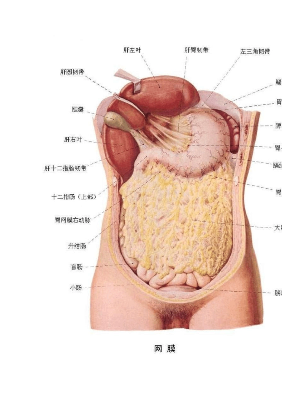 人体构造图身体的构造图图解_第3页