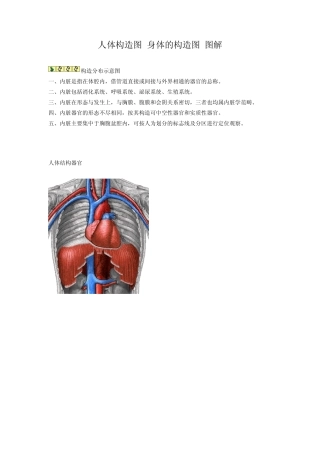 人体构造图身体的构造图图解