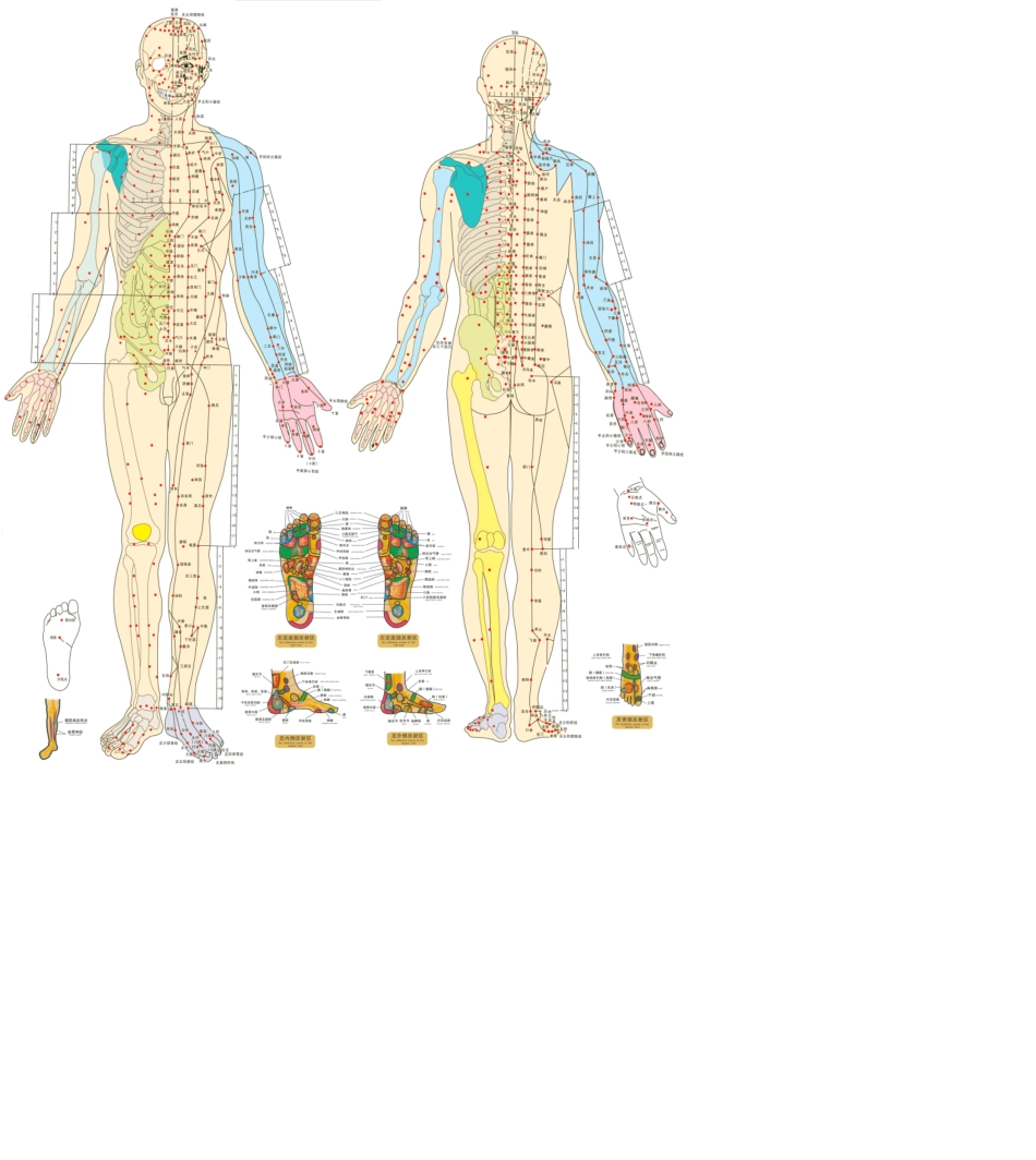 人体穴位、骨骼图_第1页