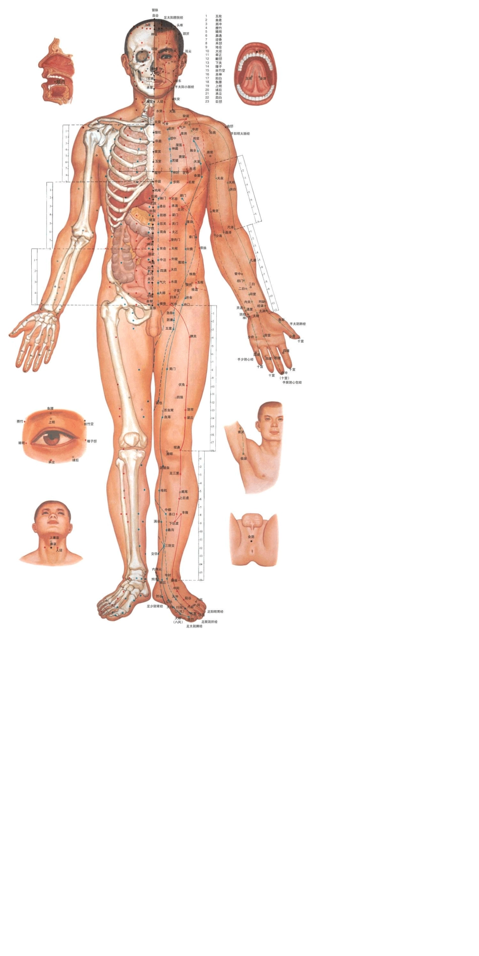 人体穴位、骨骼图_第2页