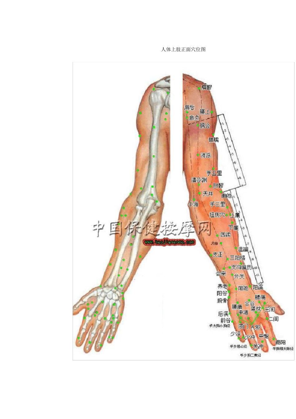 人体穴位分布图(超清晰彩图版)_第2页