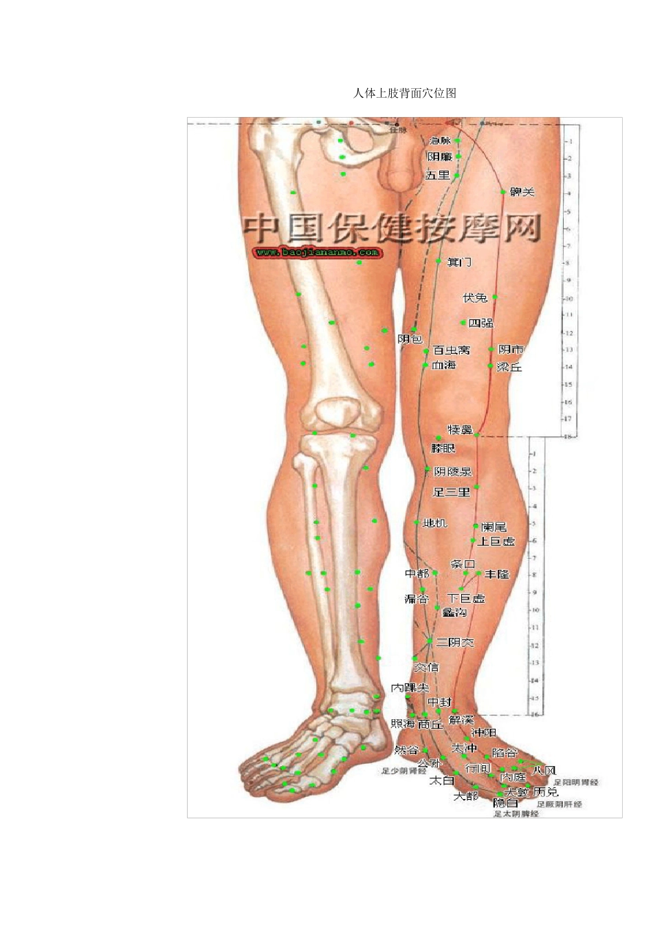 人体穴位分布图(超清晰彩图版)_第3页