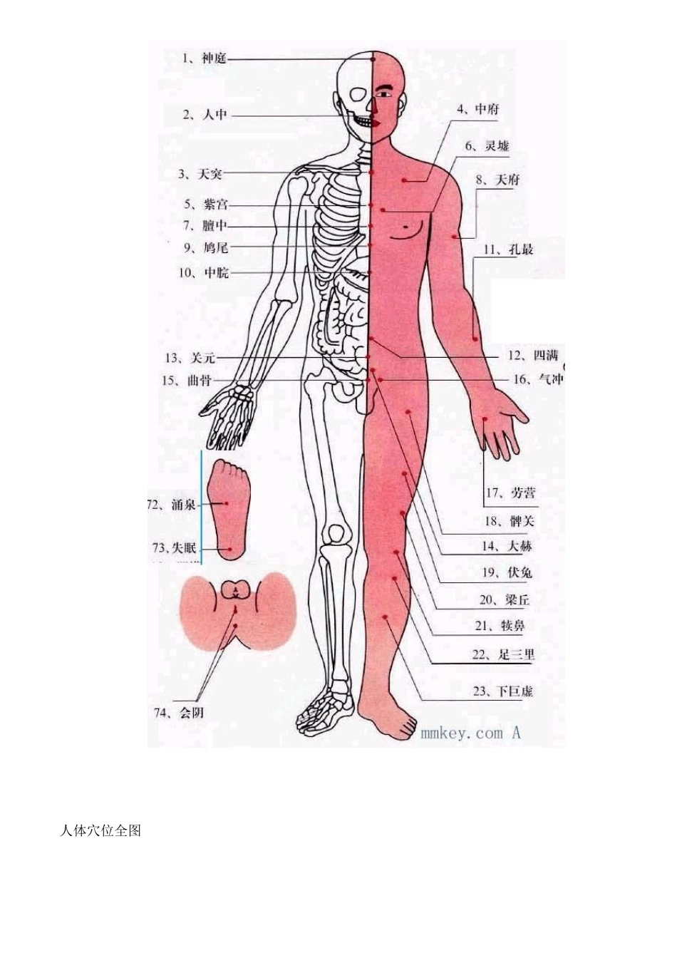 人体穴位图(图解+说明)_第1页