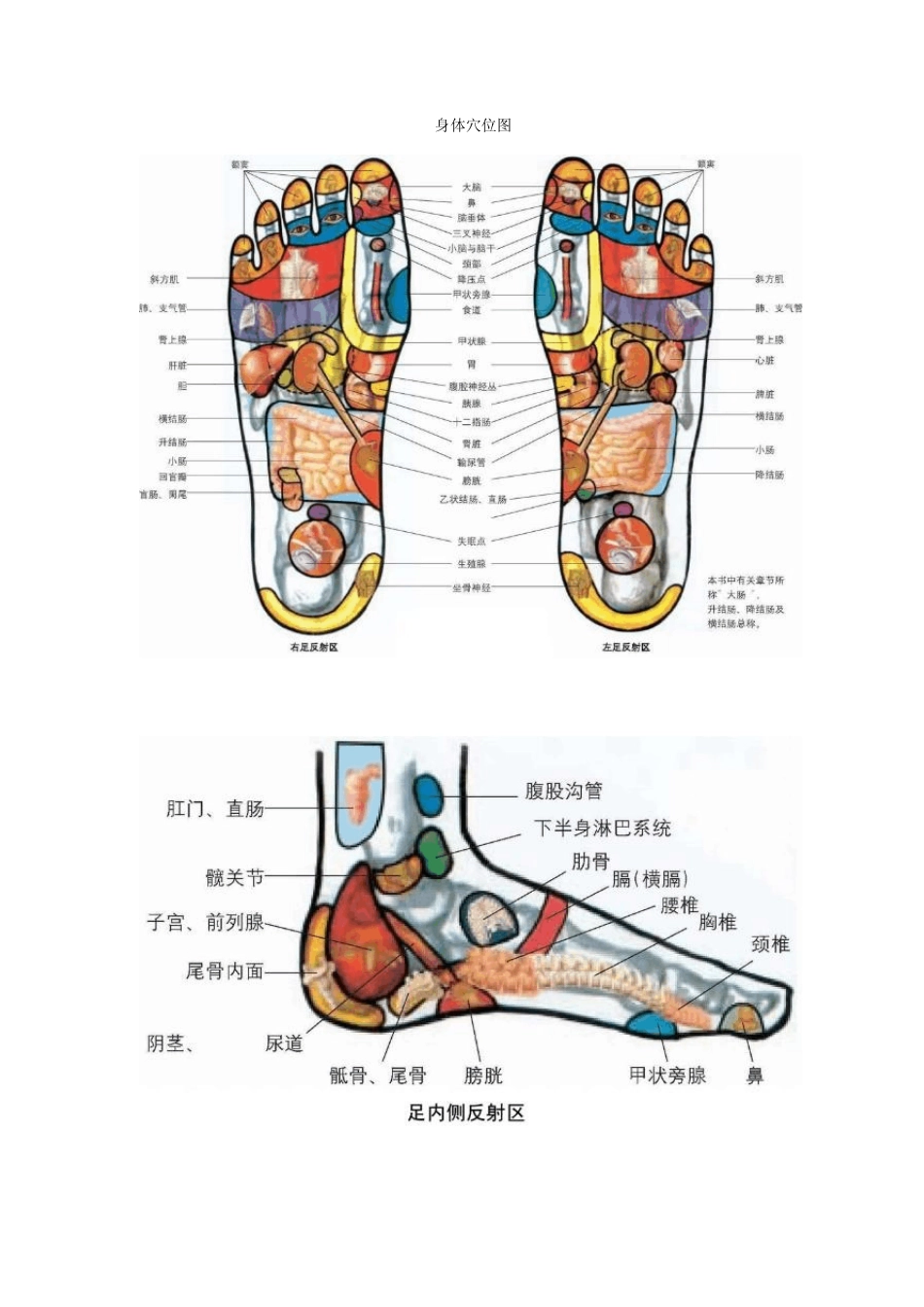 人体穴位彩图_第1页