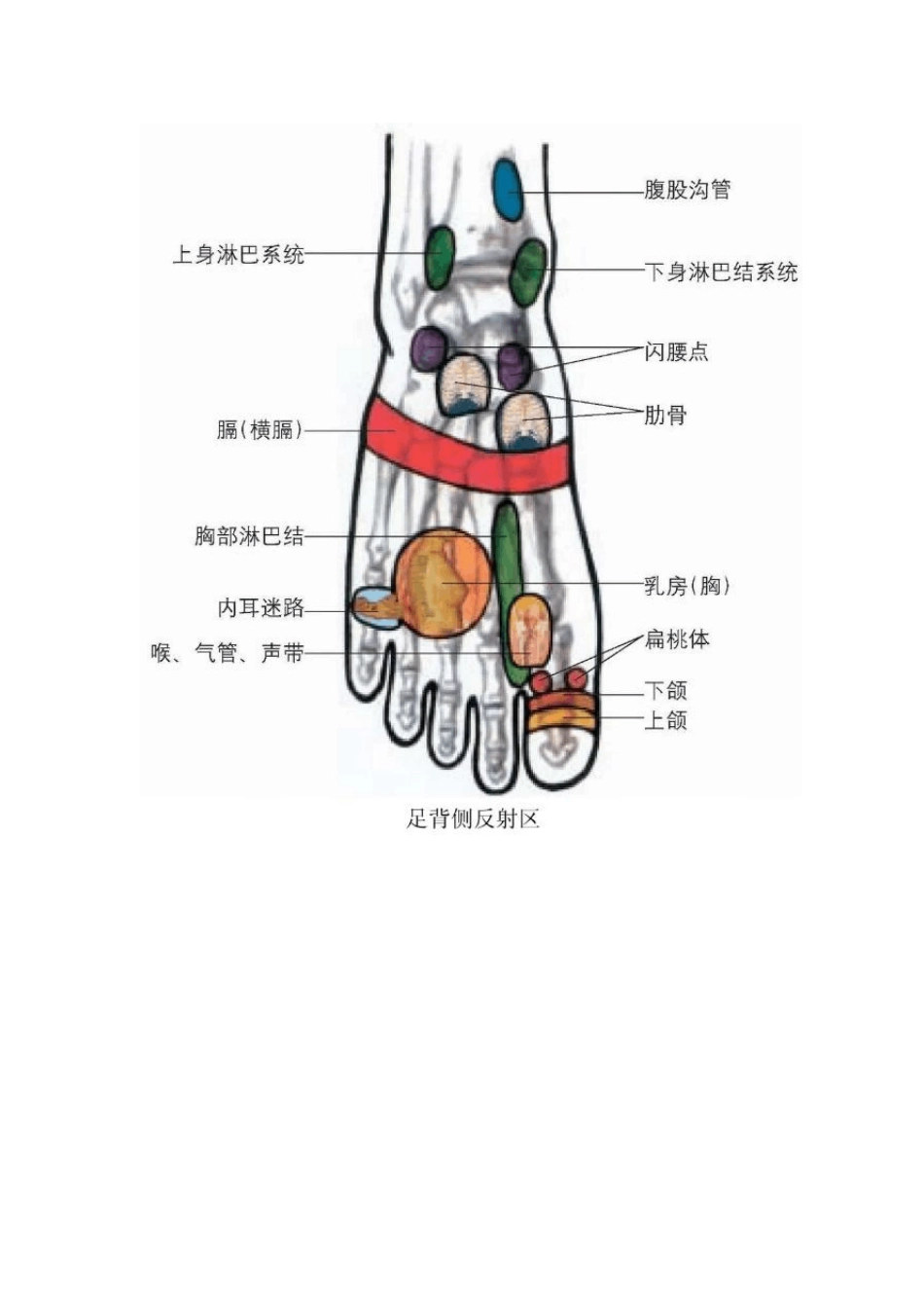 人体穴位彩图_第2页