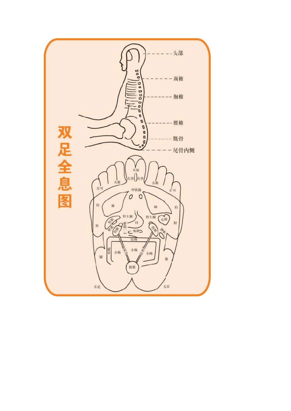 人体穴位彩图_第3页