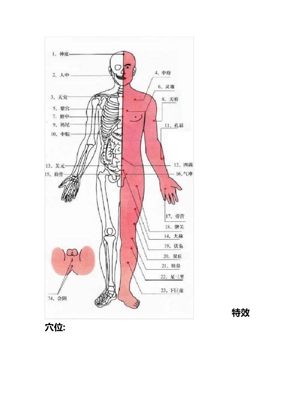 人体穴位的相关知识_第2页