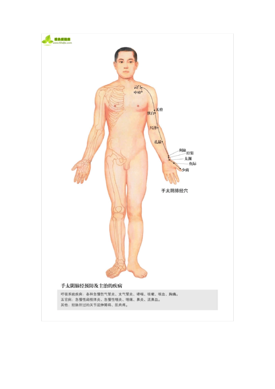 人体经络图解(十二经络+任脉督脉)_第1页