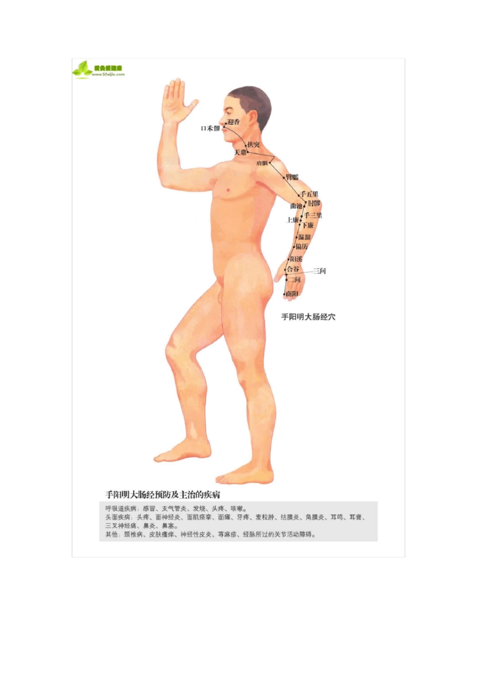 人体经络图解(十二经络+任脉督脉)_第2页
