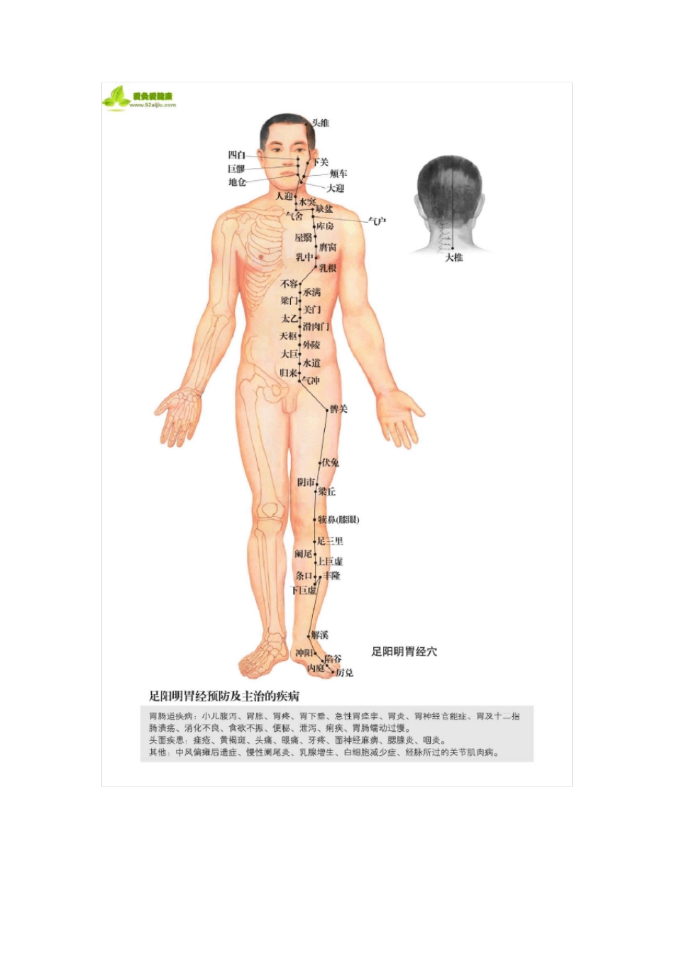 人体经络图解(十二经络+任脉督脉)_第3页