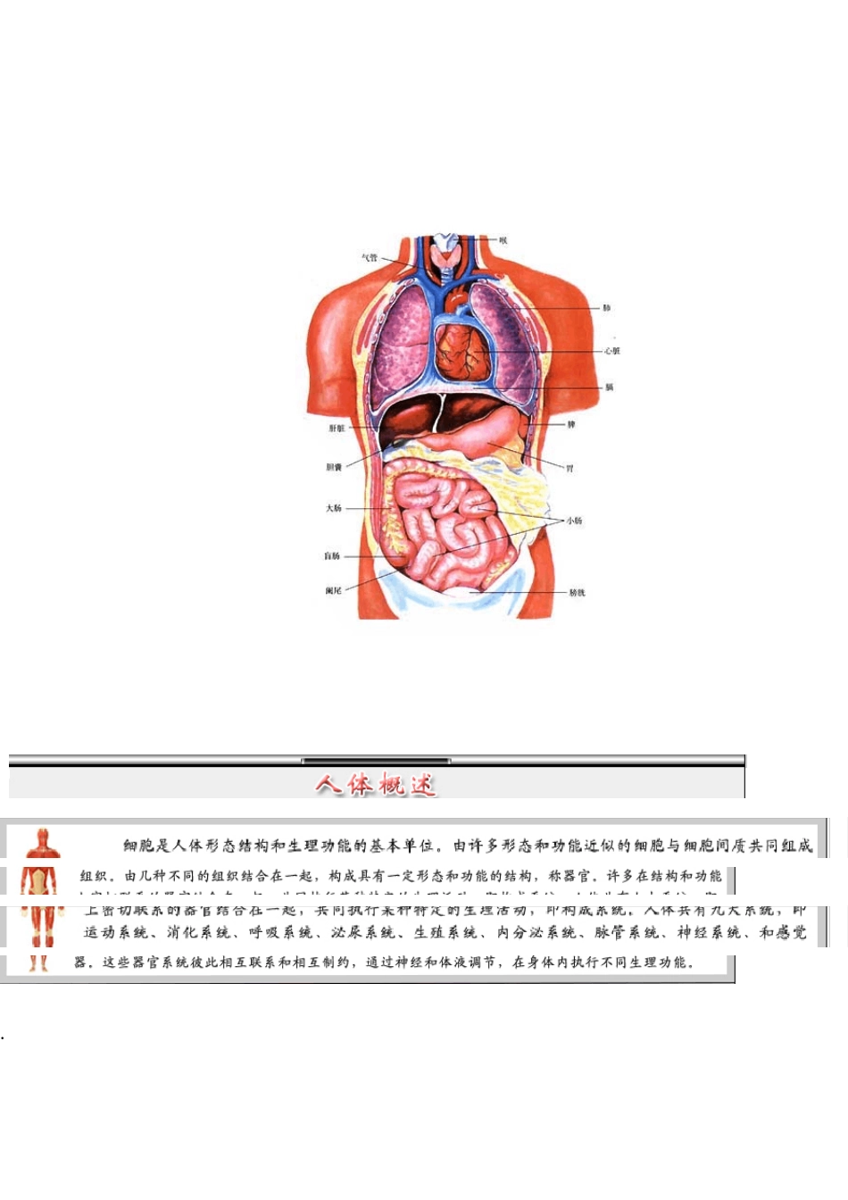 人体结构五十六个解剖图谱_第1页