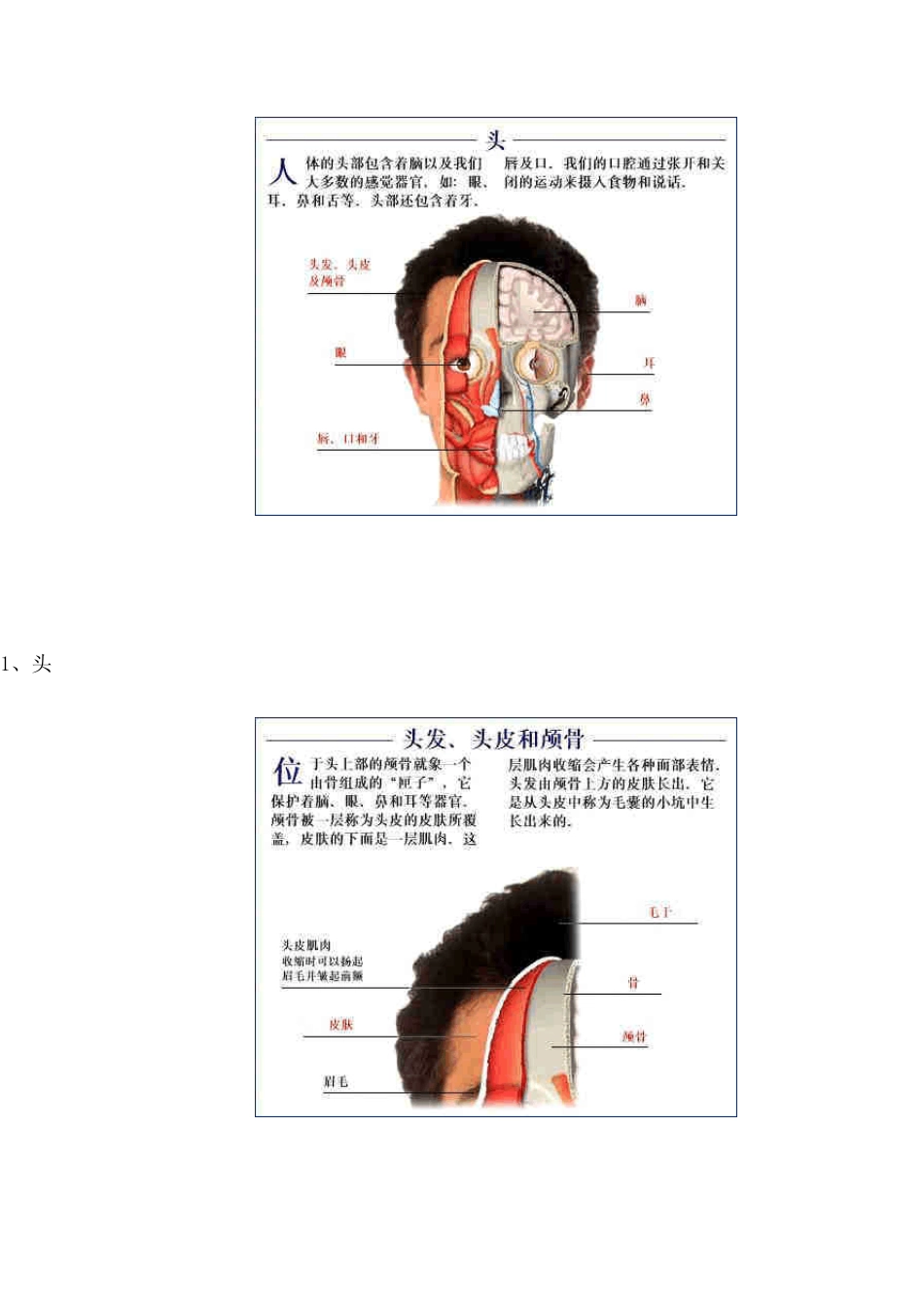 人体结构五十六个解剖图谱_第2页