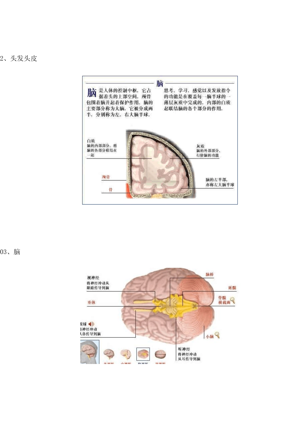 人体结构五十六个解剖图谱_第3页