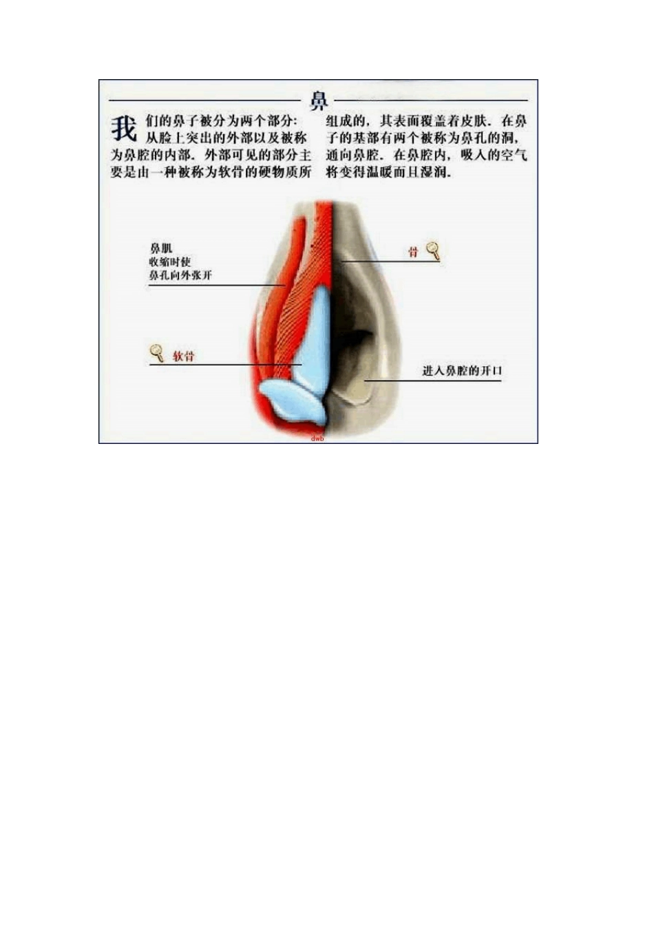 人体结构器官功能解剖图全集_第3页