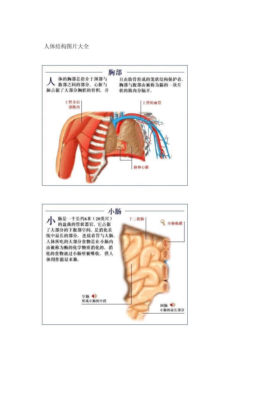 人体结构图片大全_第1页