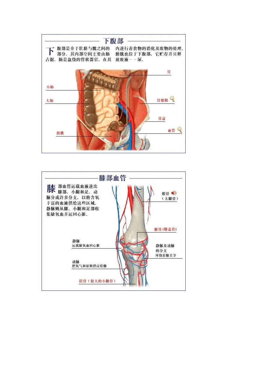人体结构图片大全_第2页