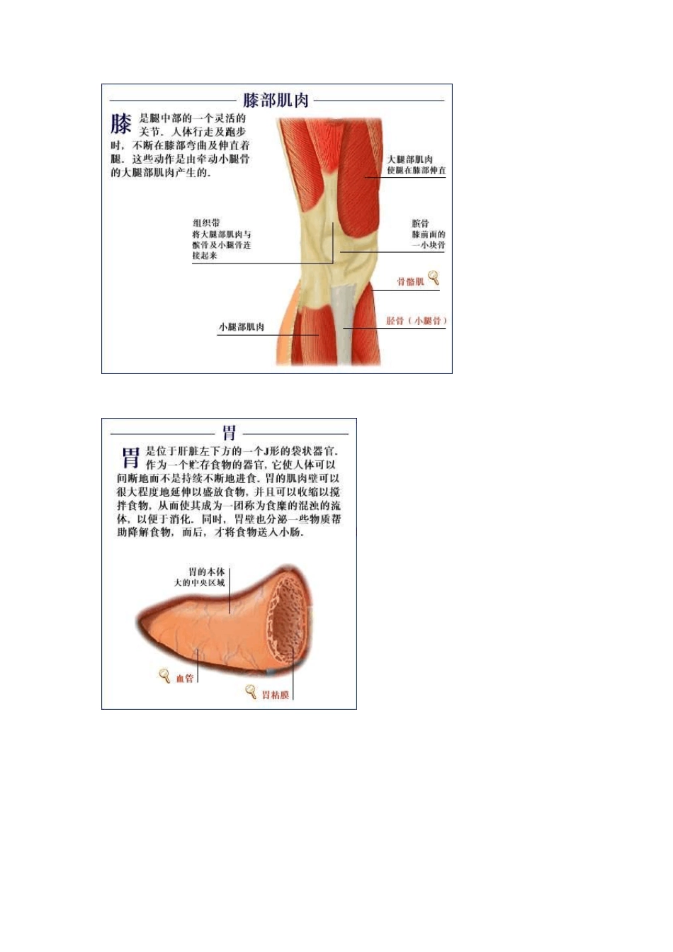人体结构图片大全_第3页