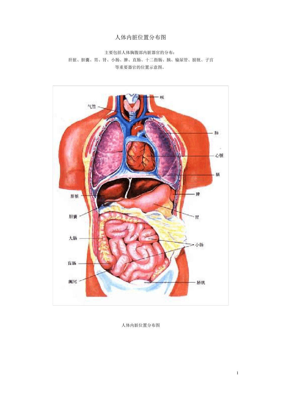 人体结构示意图_第1页