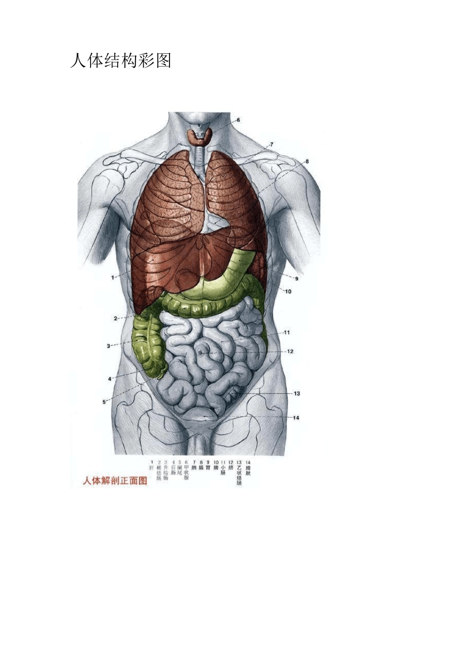 人体结构彩图_第1页