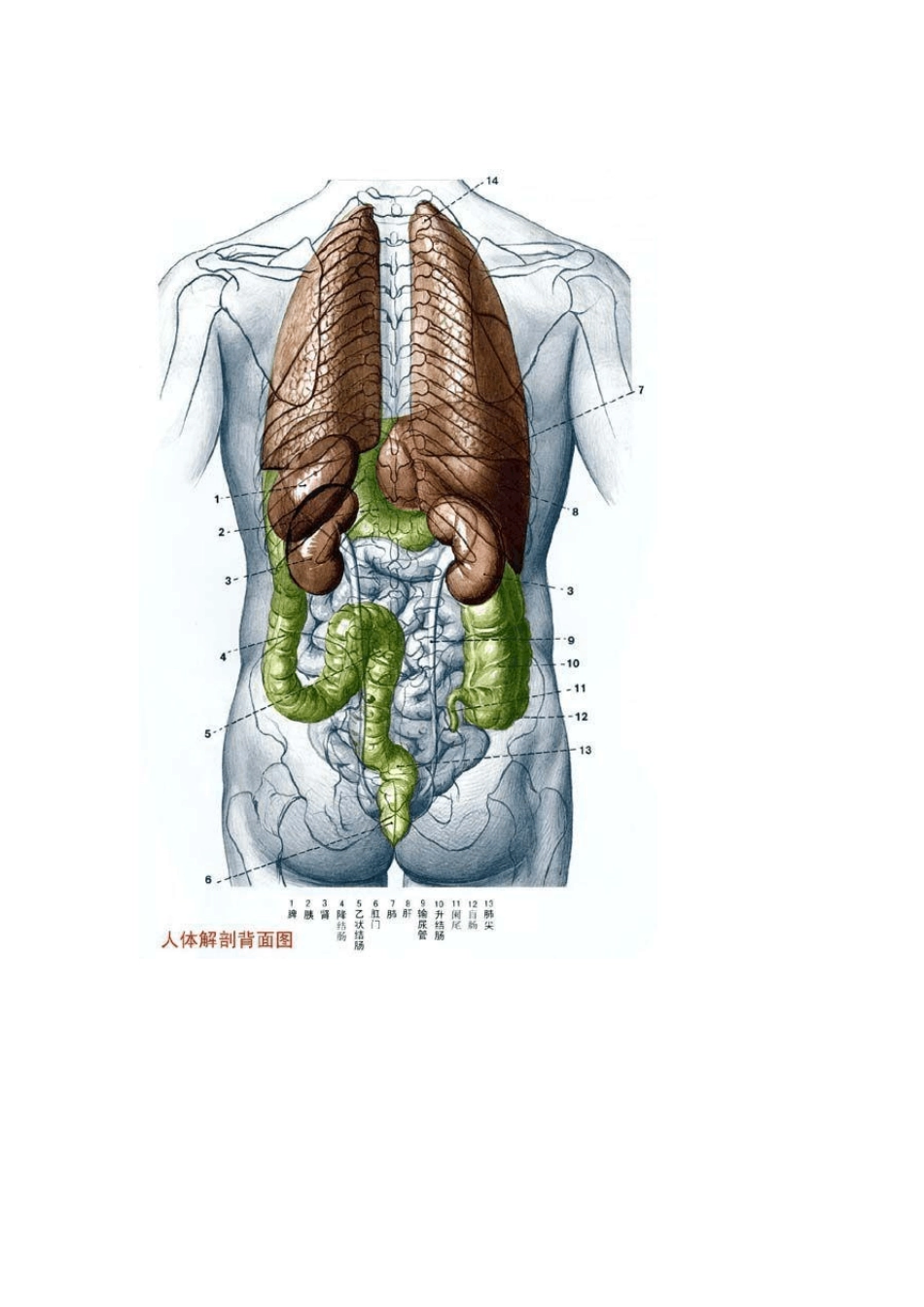 人体结构彩图_第2页