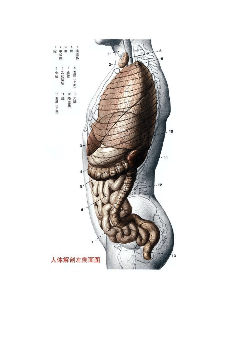人体结构彩图_第3页
