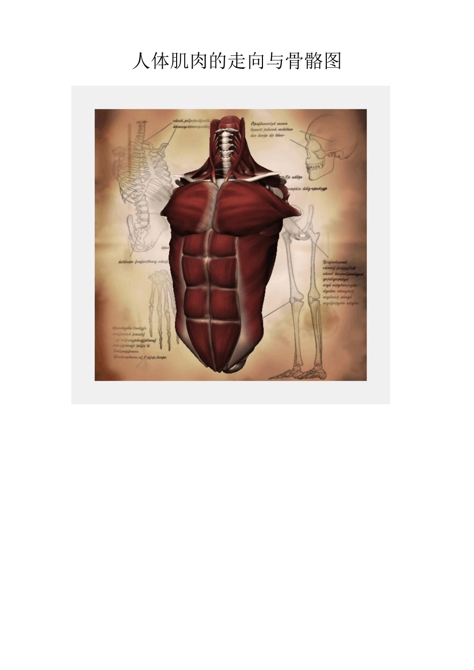 人体肌肉的走向与骨骼图_第1页
