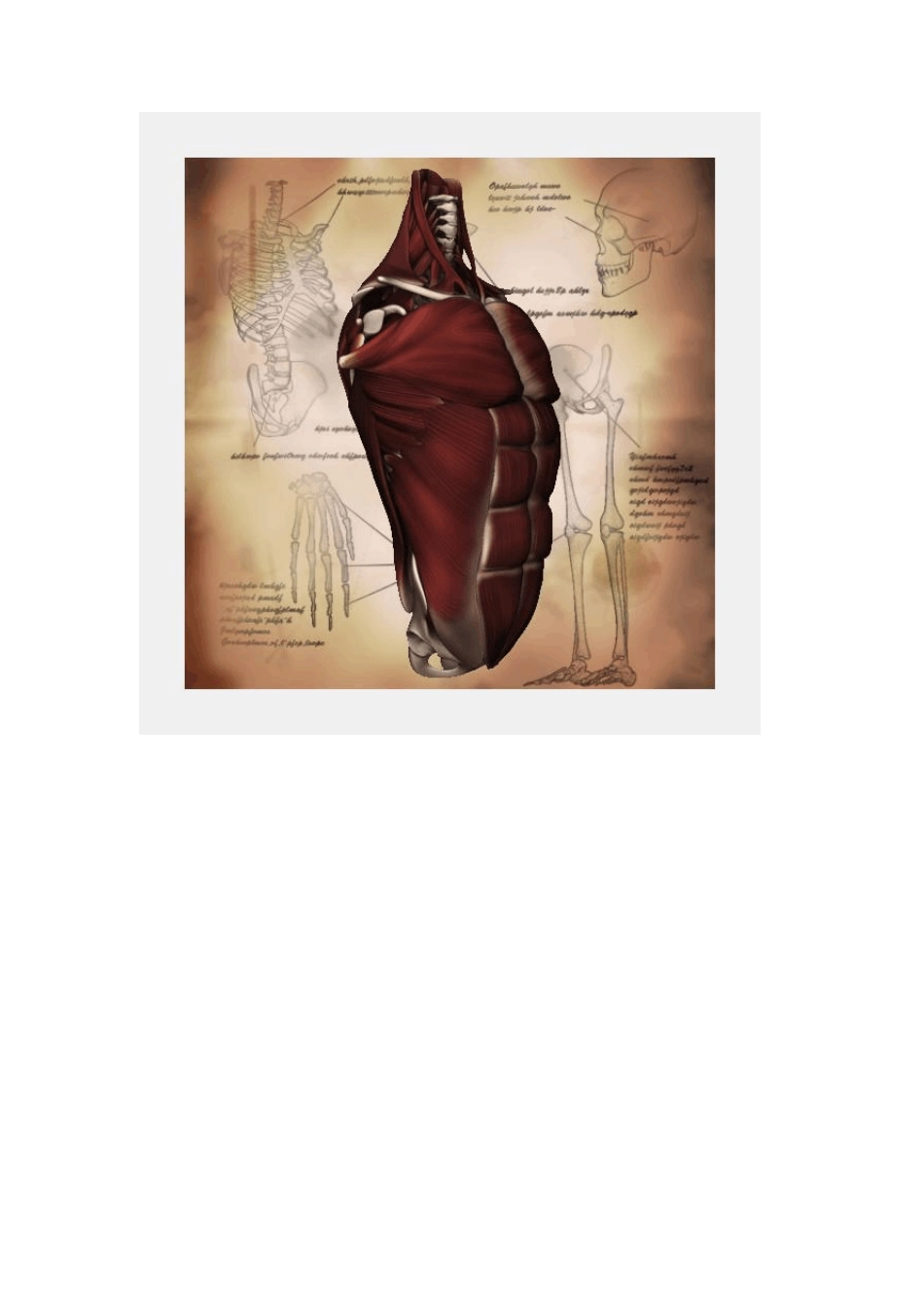 人体肌肉的走向与骨骼图_第2页