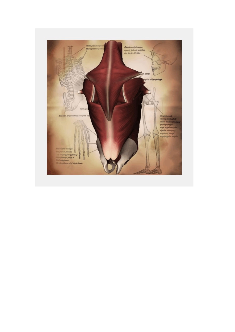 人体肌肉的走向与骨骼图_第3页