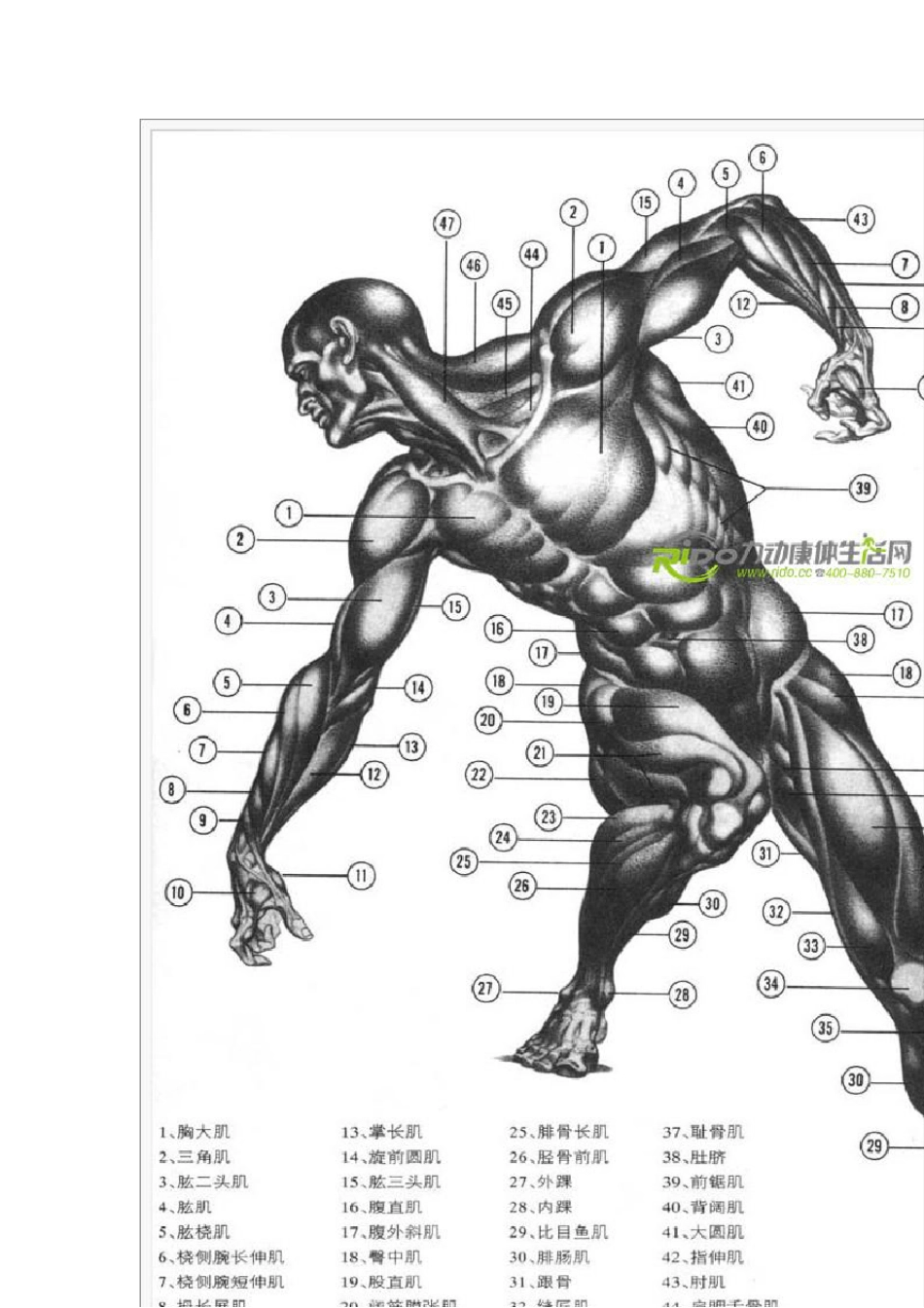 人体肌肉群及主要肌肉概述_第2页
