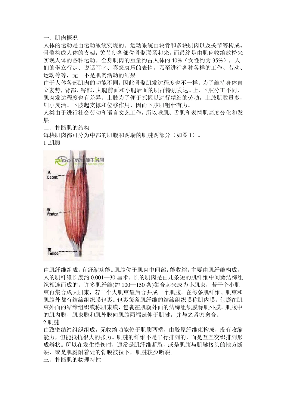 人体肌肉群及主要肌肉概述_第3页