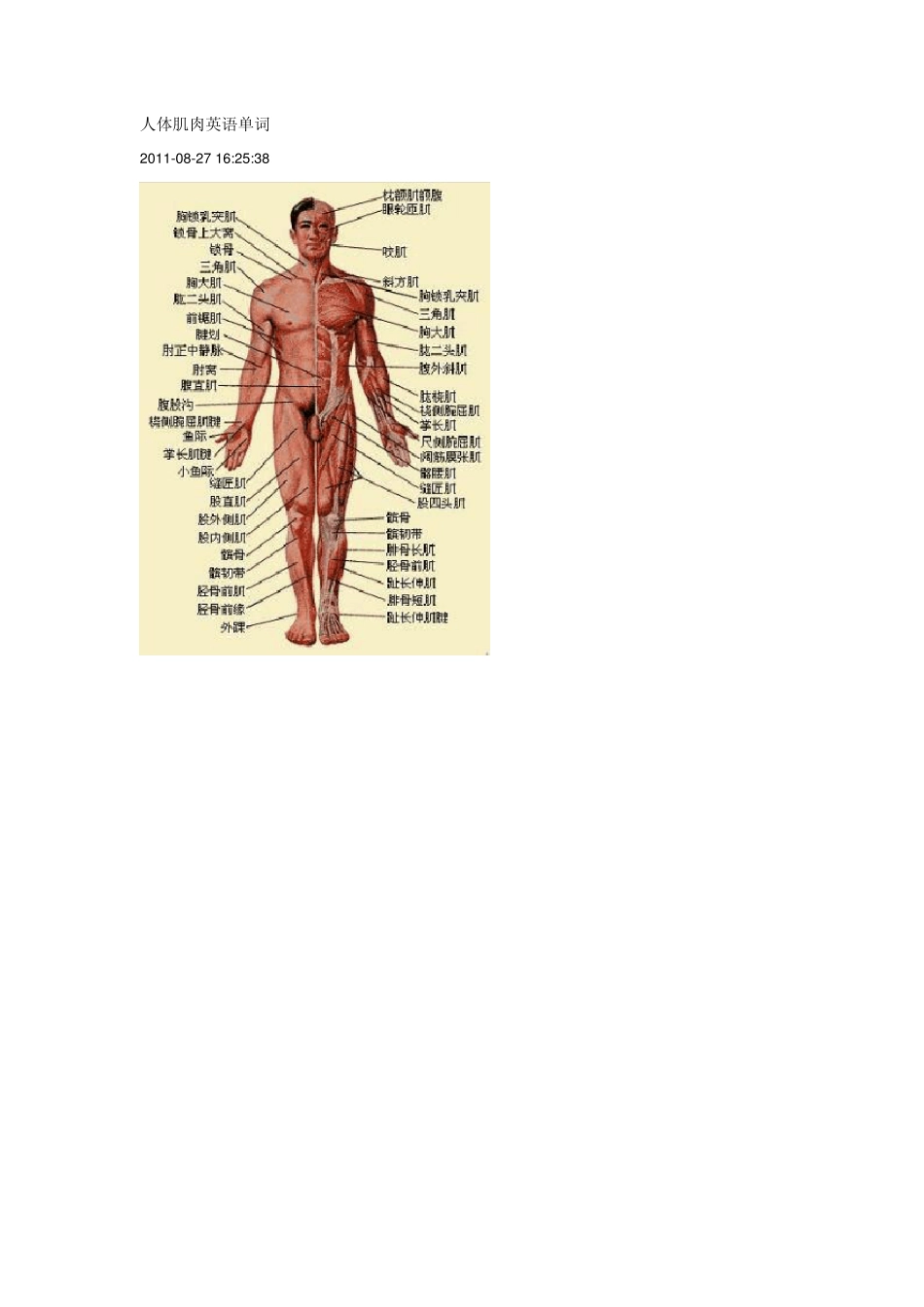 人体肌肉英语单词_第1页
