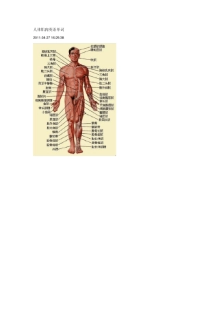 人体肌肉英语单词
