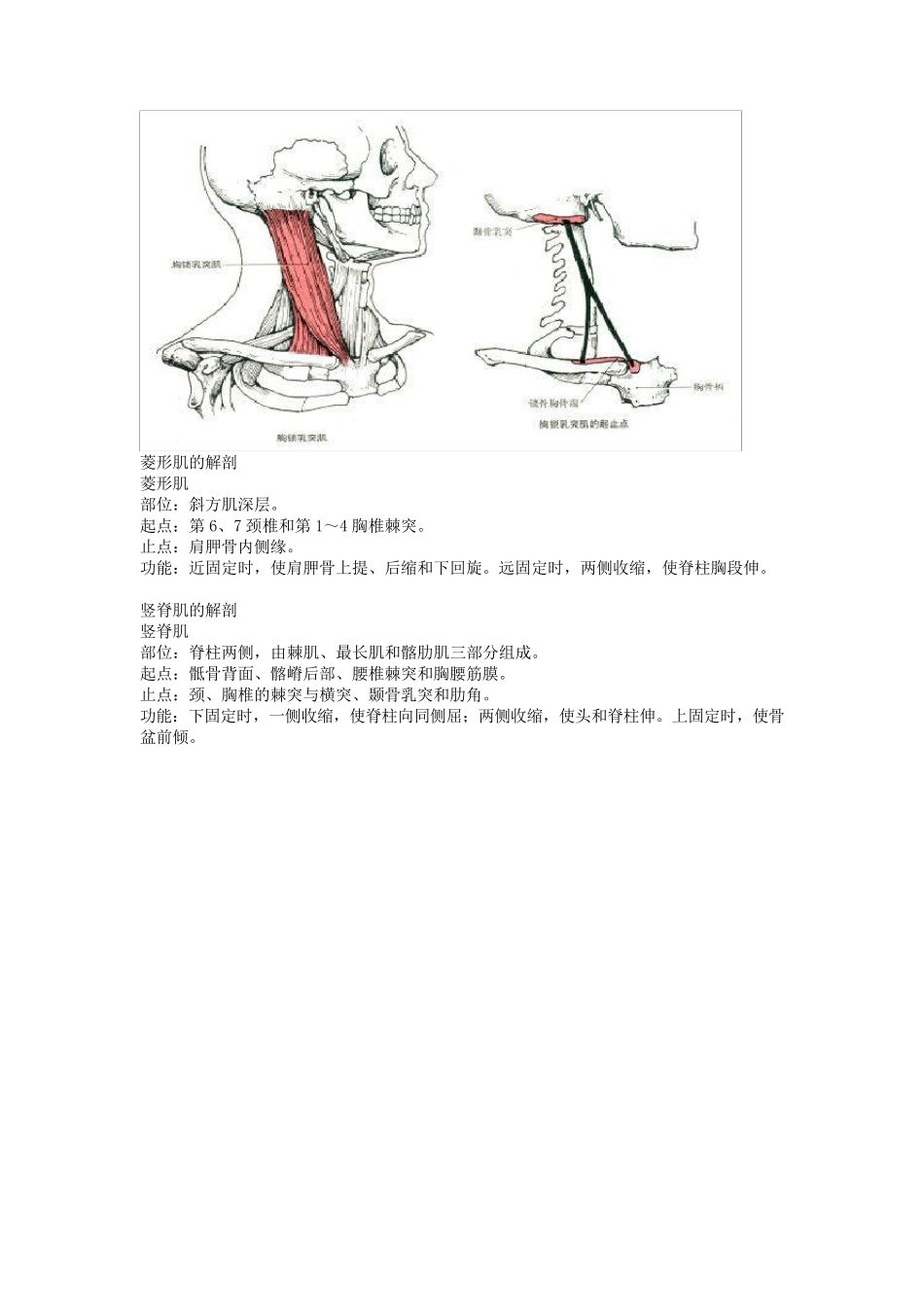人体肌肉起止点_第2页