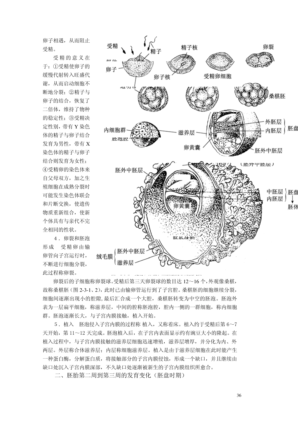 人体胚胎发生_第2页