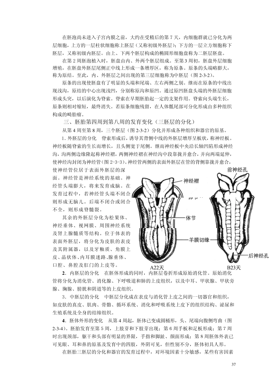 人体胚胎发生_第3页