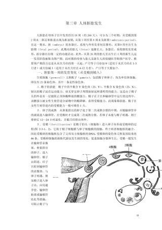 人体胚胎发生