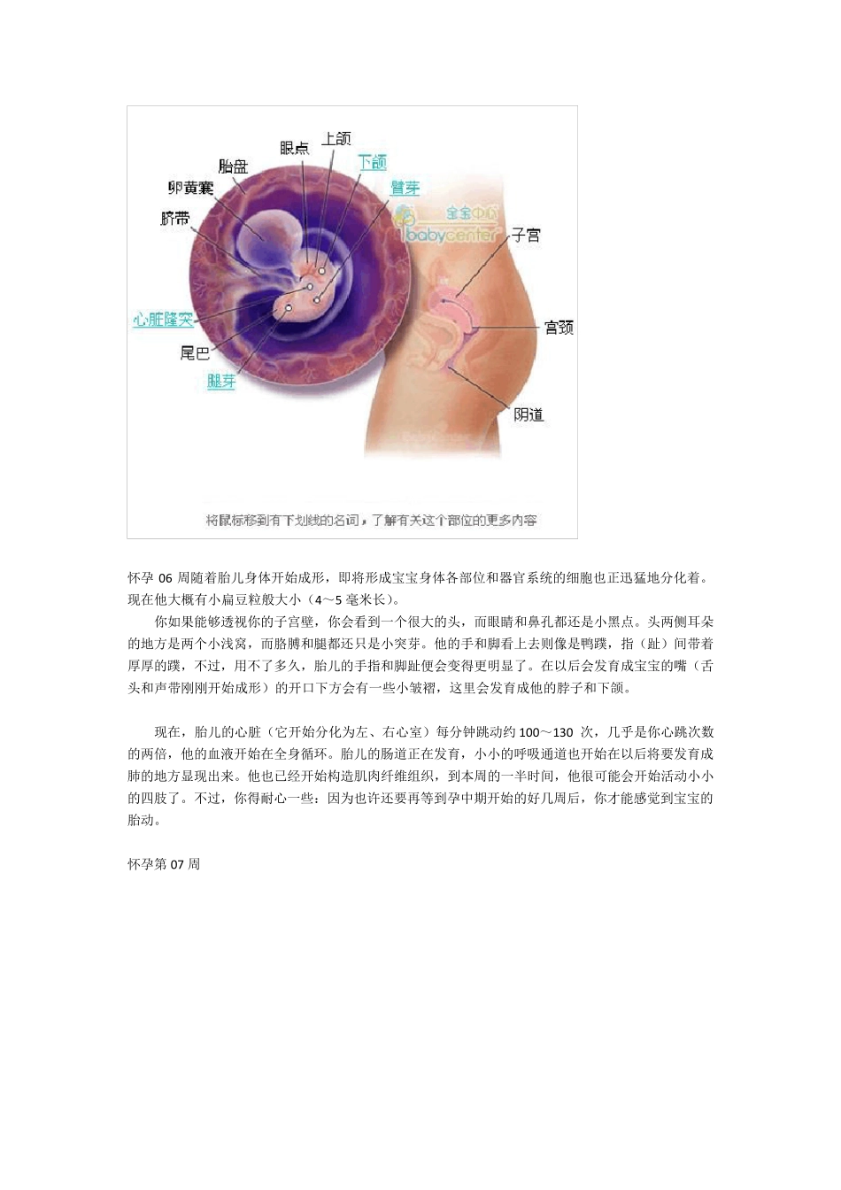 人体胚胎发育全过程_第3页