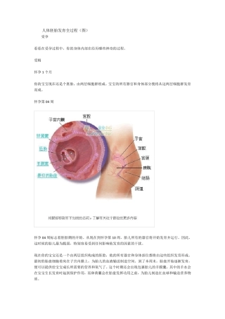 人体胚胎发育全过程