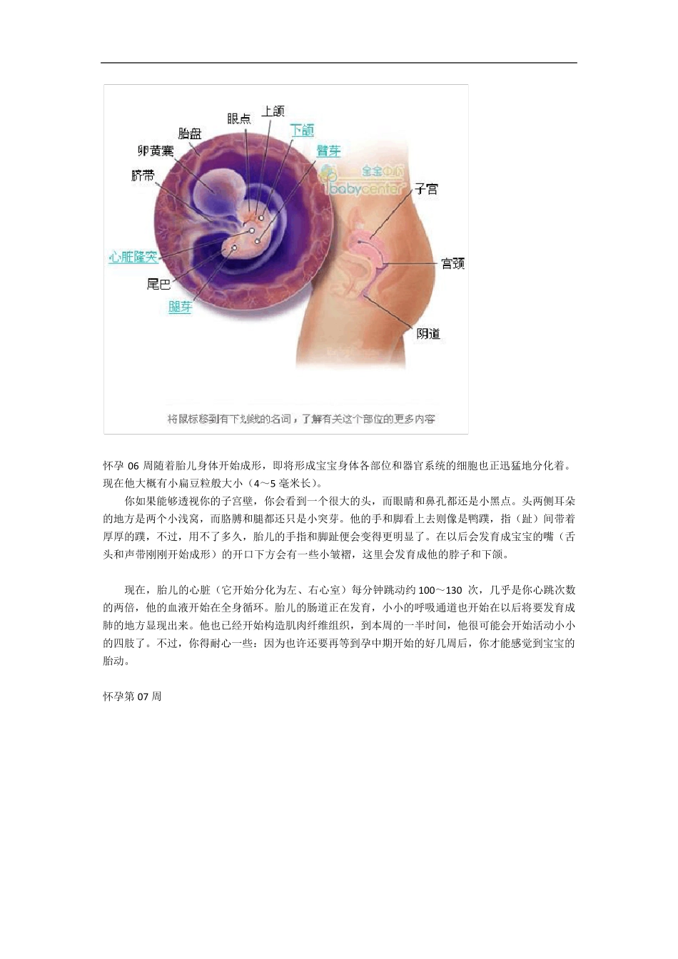 人体胚胎发育图解全过程_第3页