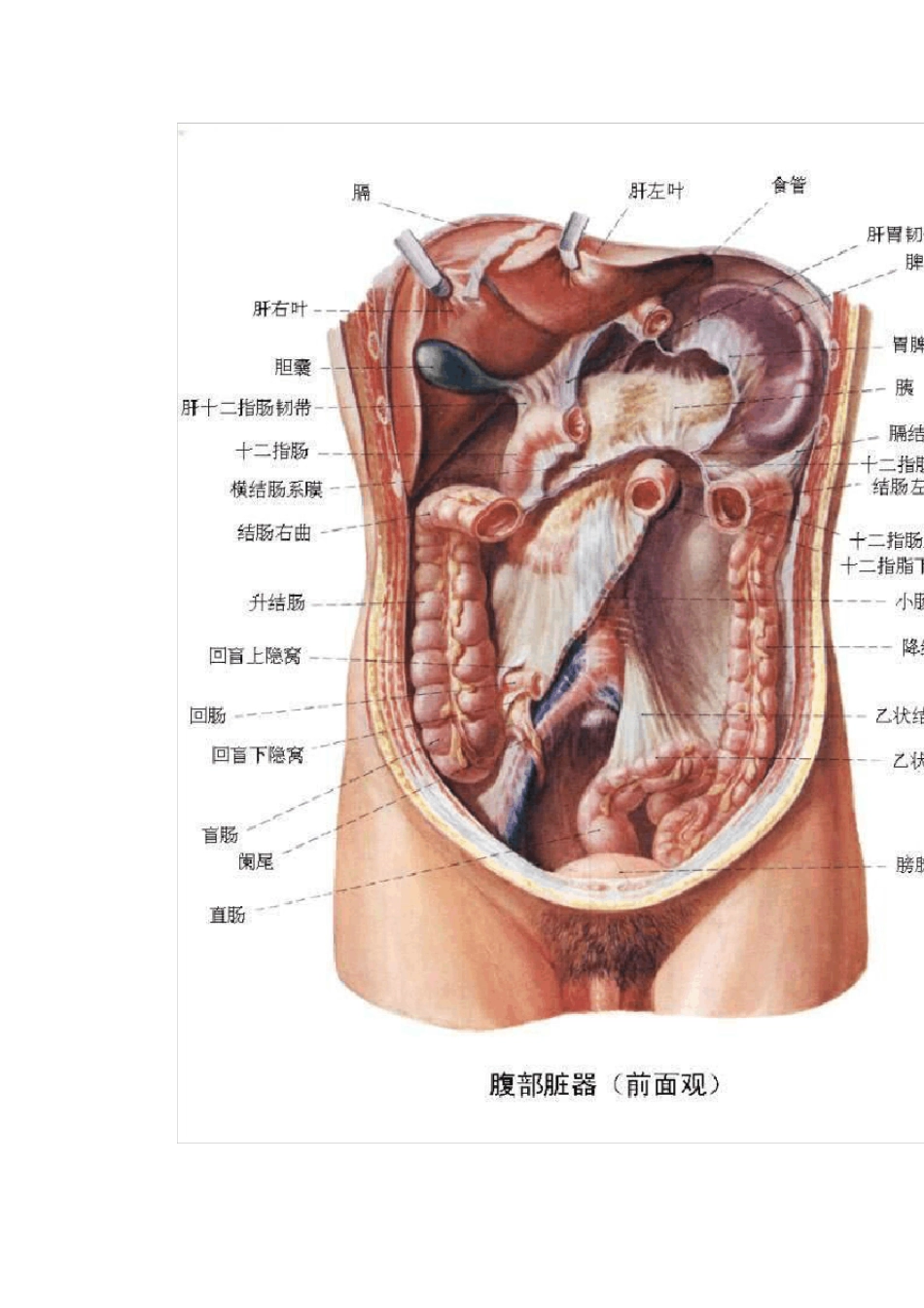 人体腹部结构图_第3页