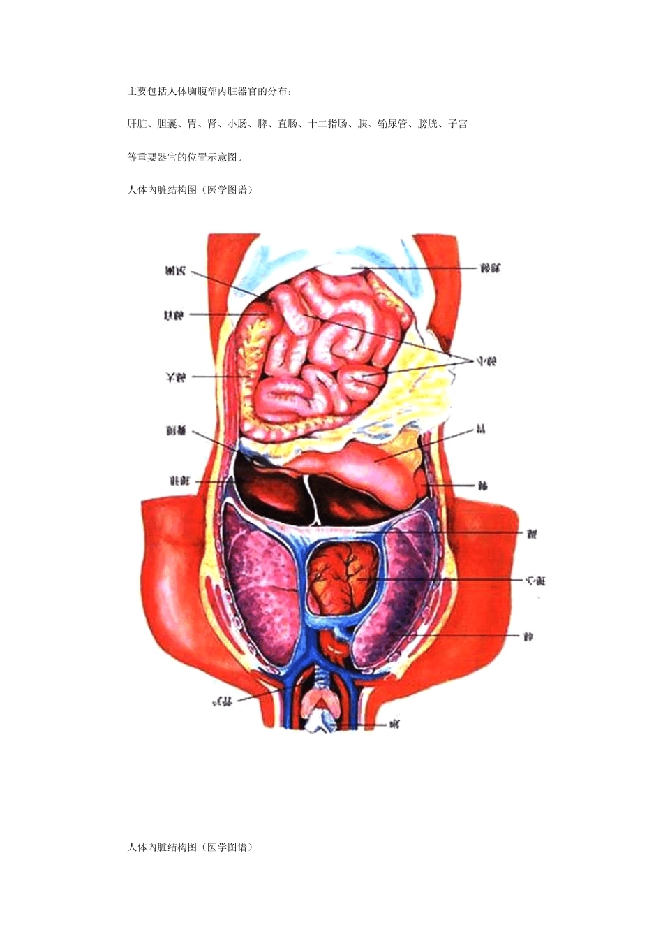 人体腹部器官图_第1页