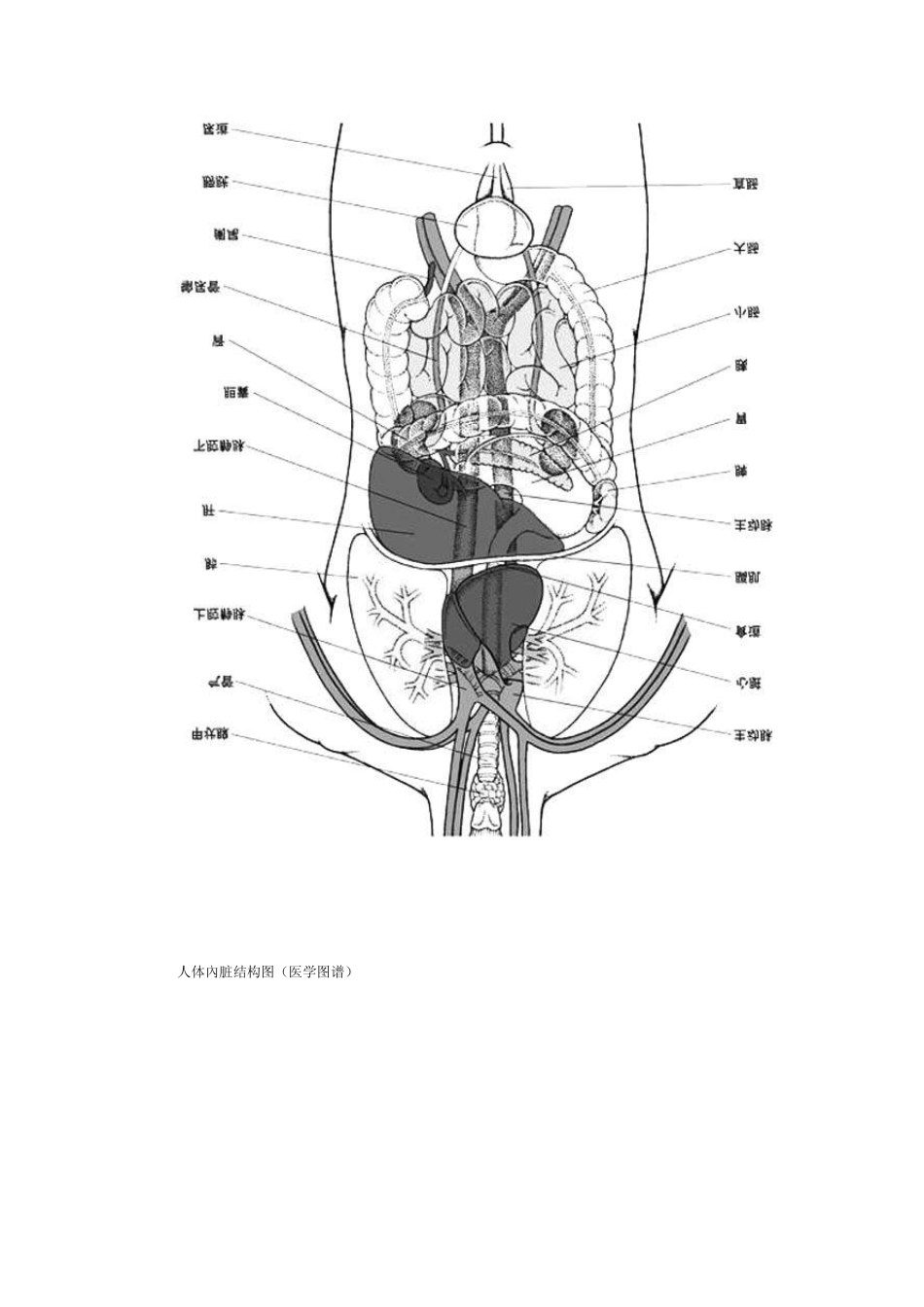 人体腹部器官图_第2页
