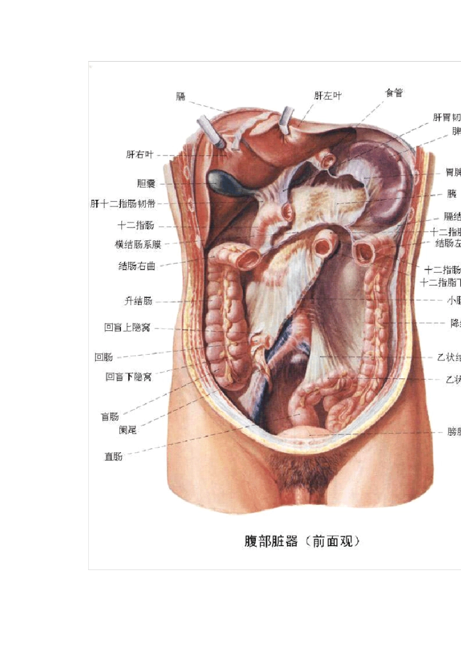 人体腹部器官图_第3页