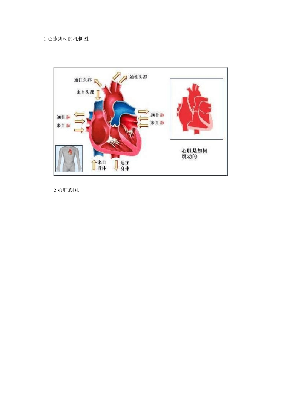 人体血液循环系统精华彩图_第1页