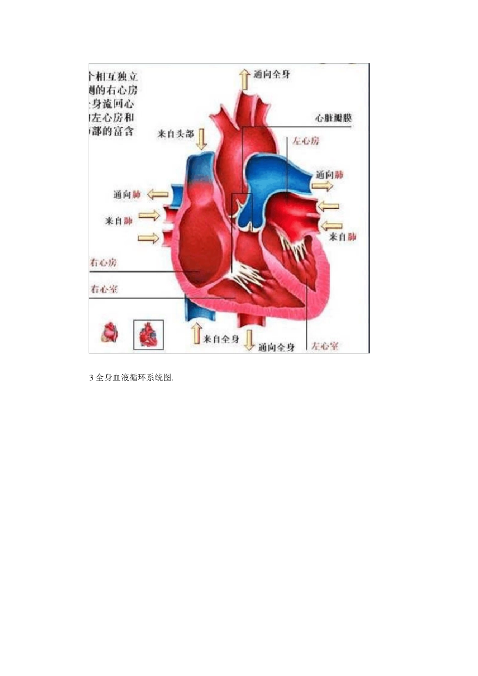 人体血液循环系统精华彩图_第2页